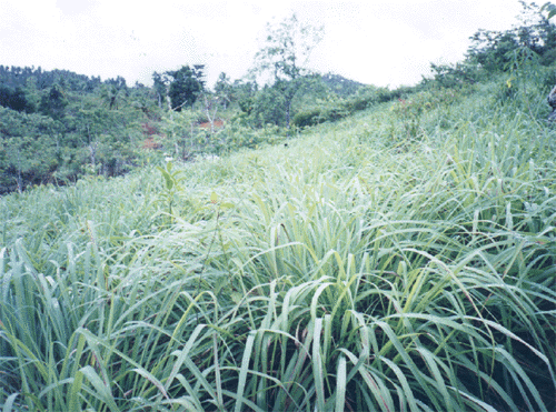 Citronella Plantation in Mabini, Tubajon